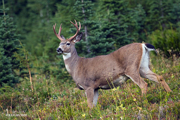BTBK00340 Black-tail Deer