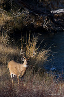 WTDR02157 - White-tail Deer
