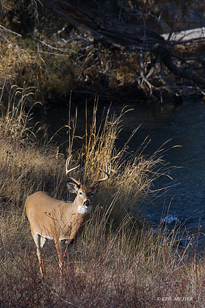 WTDR02157 - White-tail Deer