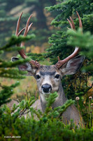 Black-tail Deer