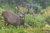 Black-tail Deer Buck - BTBK00568