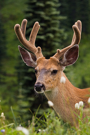 BTDR00218-Black-tail-Deer