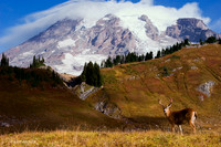 Mount Rainier, Black-tail Deer Buck - BTBK00253c