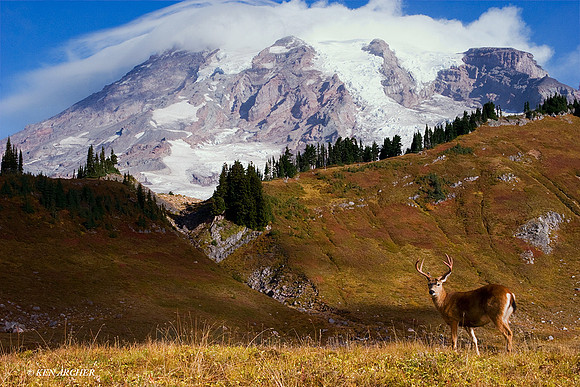 Mount Rainier, Black-tail Deer Buck - BTBK00253c
