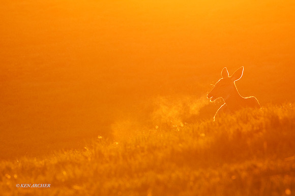 BTDR00547 - Black-tail Deer