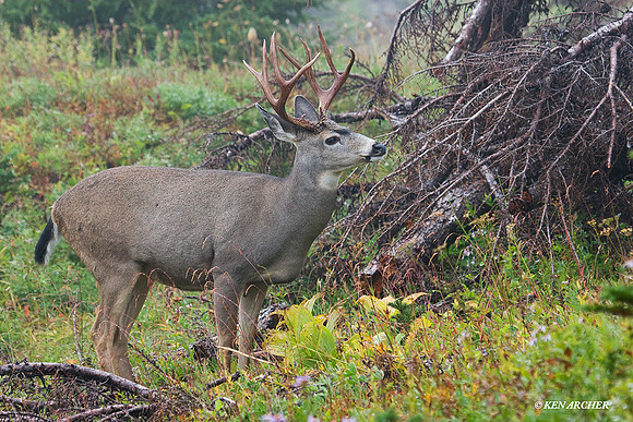 BTBK00490 Black-tail Deer