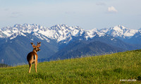 BTDR00408 Black-tail Deer