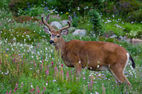 BTDR00049-Black-tail-Deer-Buck,-summer-velvet-