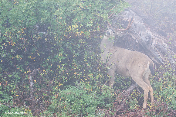 BTBK00640 Black-tail Deer