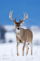 WTDR01548 - White-tail Deer