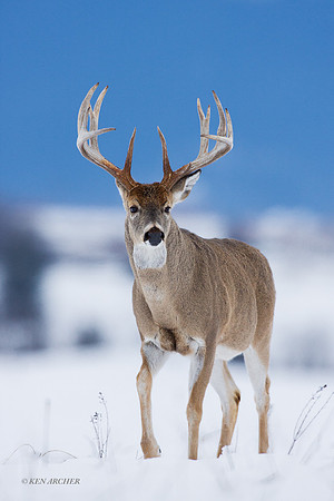 WTDR01548 - White-tail Deer