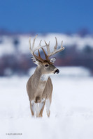 WTDR01536 - White-tail Deer