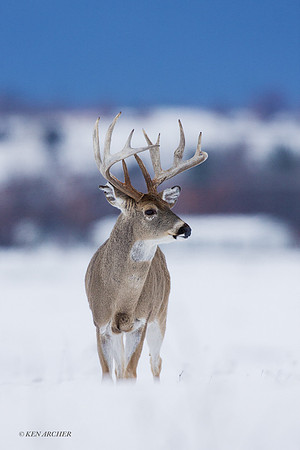 WTDR01536 - White-tail Deer