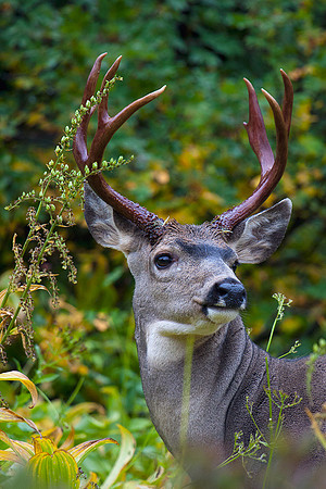BTBK00834-Black-tail-Deer
