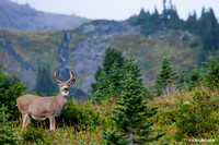 BTBK00301 Black-tail Deer