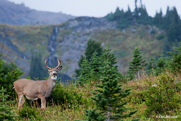 BTBK00301 Black-tail Deer