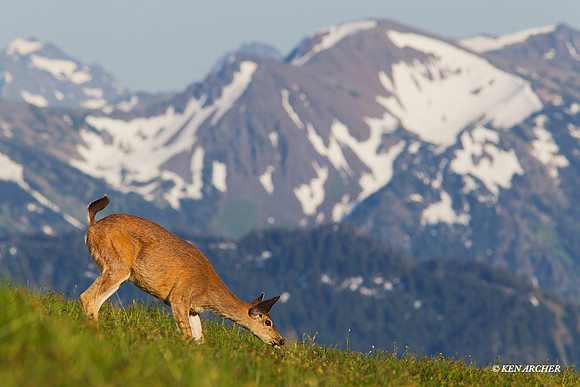 BTDR00361 Black-tail Deer