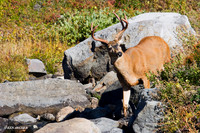 BTBK00159 Black-tail Buck, early autumn