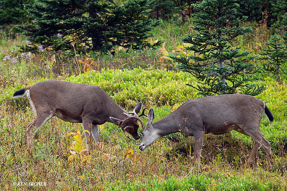BTBK00405 Black-tail Deer