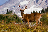 Black-tail Deer Buck, alpine landscape -  BTBK00089