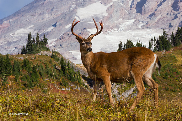 Black-tail Deer Buck, alpine landscape -  BTBK00089