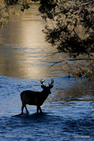 WTDR02013 - White-tail Deer