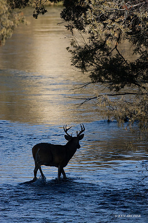 WTDR02013 - White-tail Deer