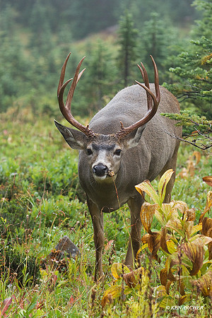 BTBK00422 Black-tail Deer