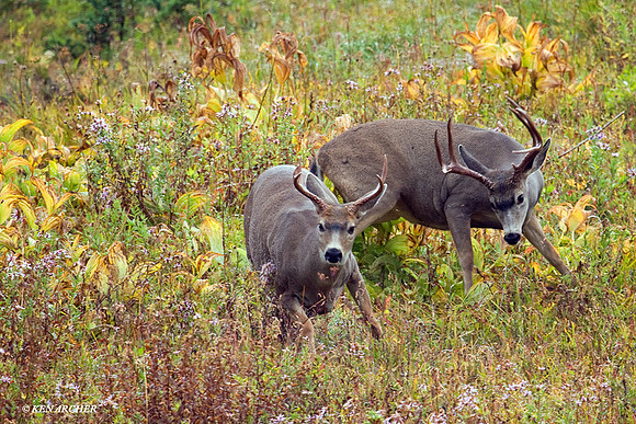 BTBK00410 Black-tail Deer