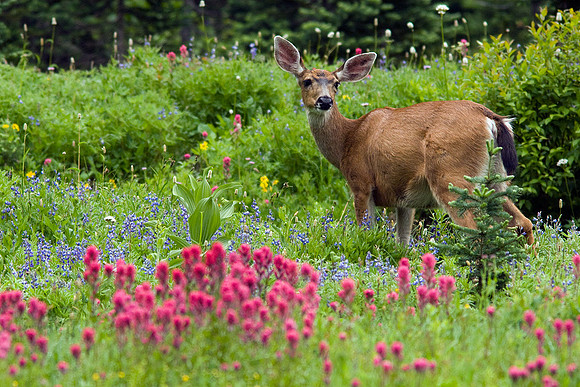 BTDR00182-Black-tail-Deer