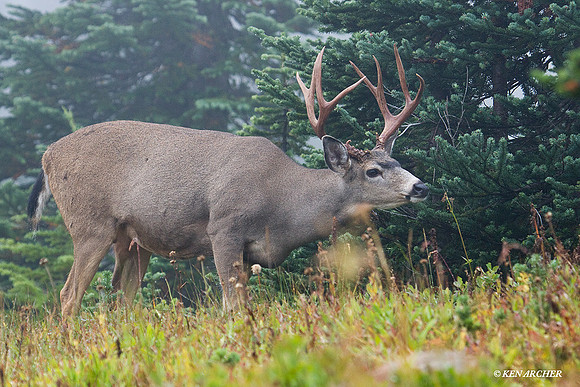 BTBK00462 Black-tail Deer