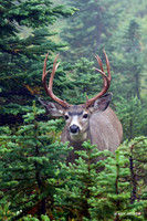 BTBK00465 Black-tail Deer