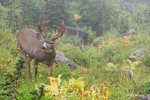 Black-tail Deer Buck - BTBK00573