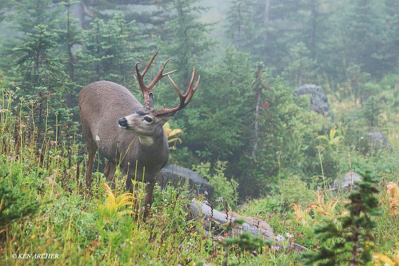 BTBK00562a Black-tail Deer Buck