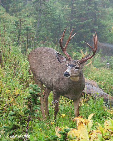 Black-tail Deer Buck - BTBK00572
