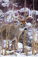 WTDR01668 - White-tail Deer