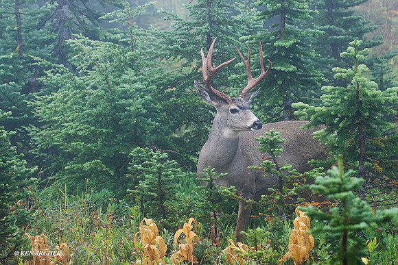 BTBK00670 Black-tail Deer