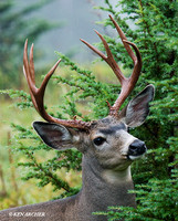 BTBK00548 Black-tail Deer