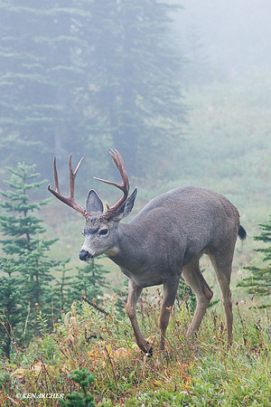 BTBK00504 Black-tail Deer