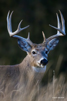 WTDR01167 - White-tail Deer