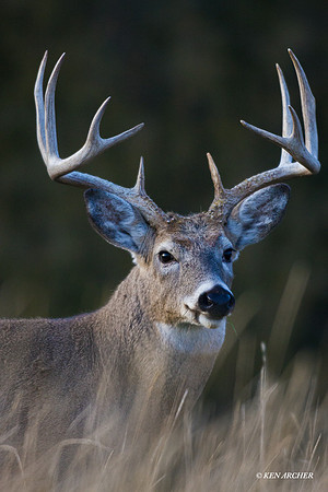 WTDR01167 - White-tail Deer