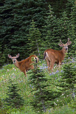 BTDR00267-Black-tail-Deer