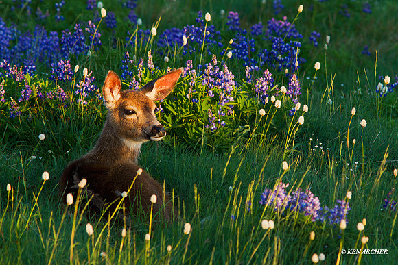 Black-tail Deer Fawn - BTDR00378