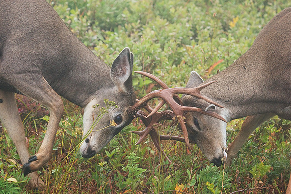 Black-tail Deer Bucks Sparring - BTBK00624