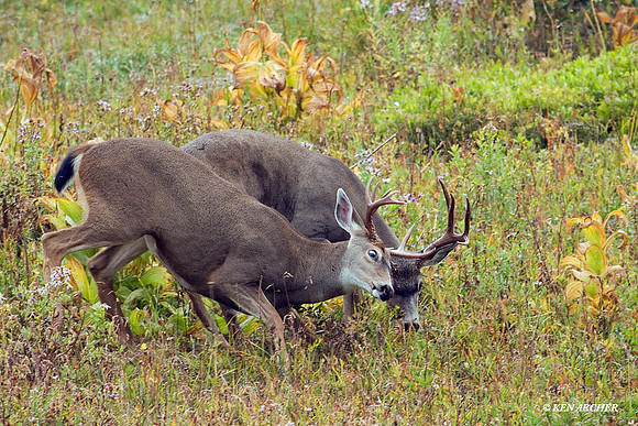 Black-tail Deer Bucks Sparring - BTBK00409