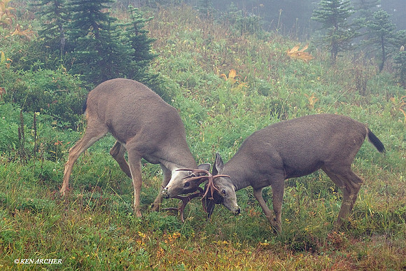 BTBK00649 Black-tail Deer