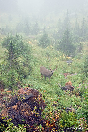 BTBK00560 Black-tail Deer