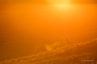 BTDR00586 - Black-tail Deer