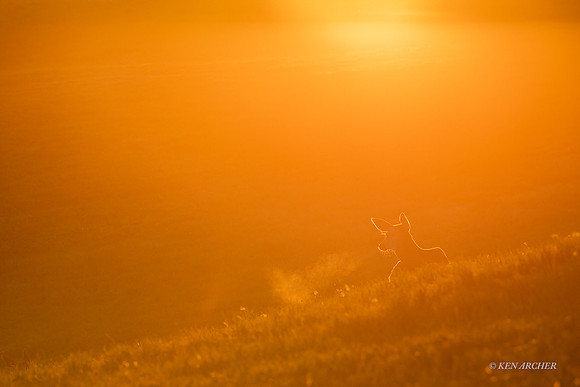 BTDR00586 - Black-tail Deer