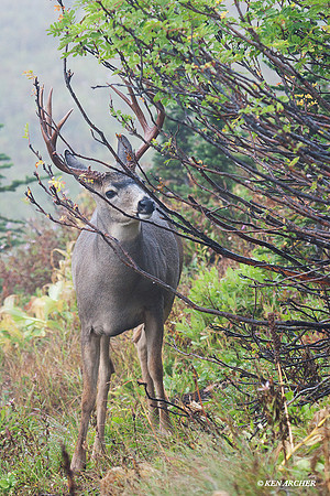 Black-tail Deer Buck - BTBK00511